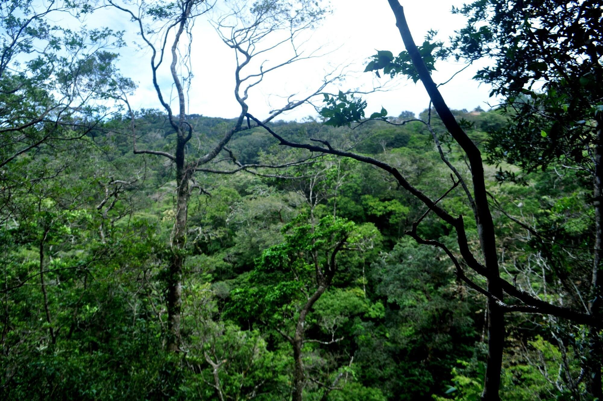 El Bosque Trails&Eco-Lodge Monteverde Exterior foto