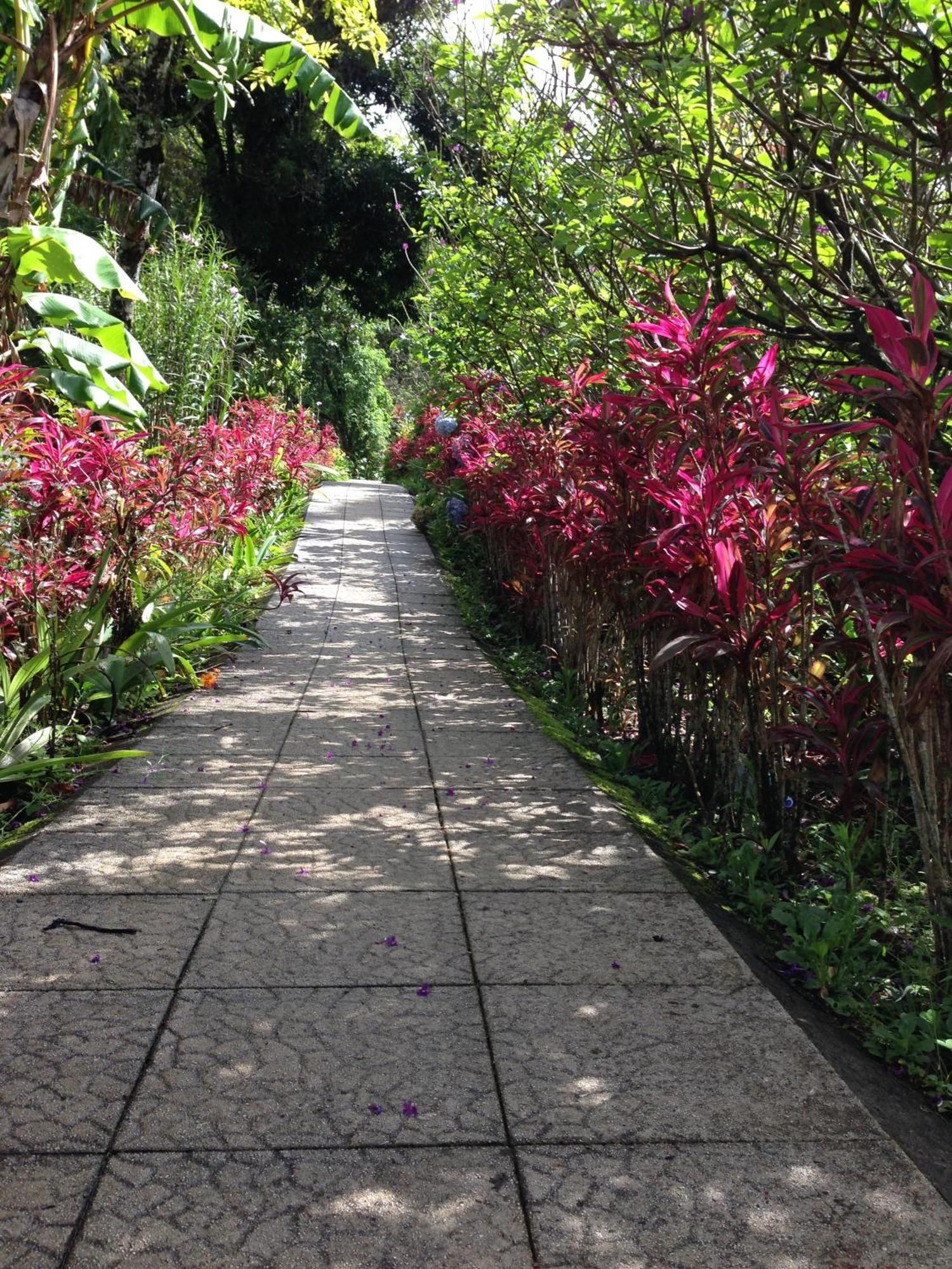 El Bosque Trails&Eco-Lodge Monteverde Exterior foto