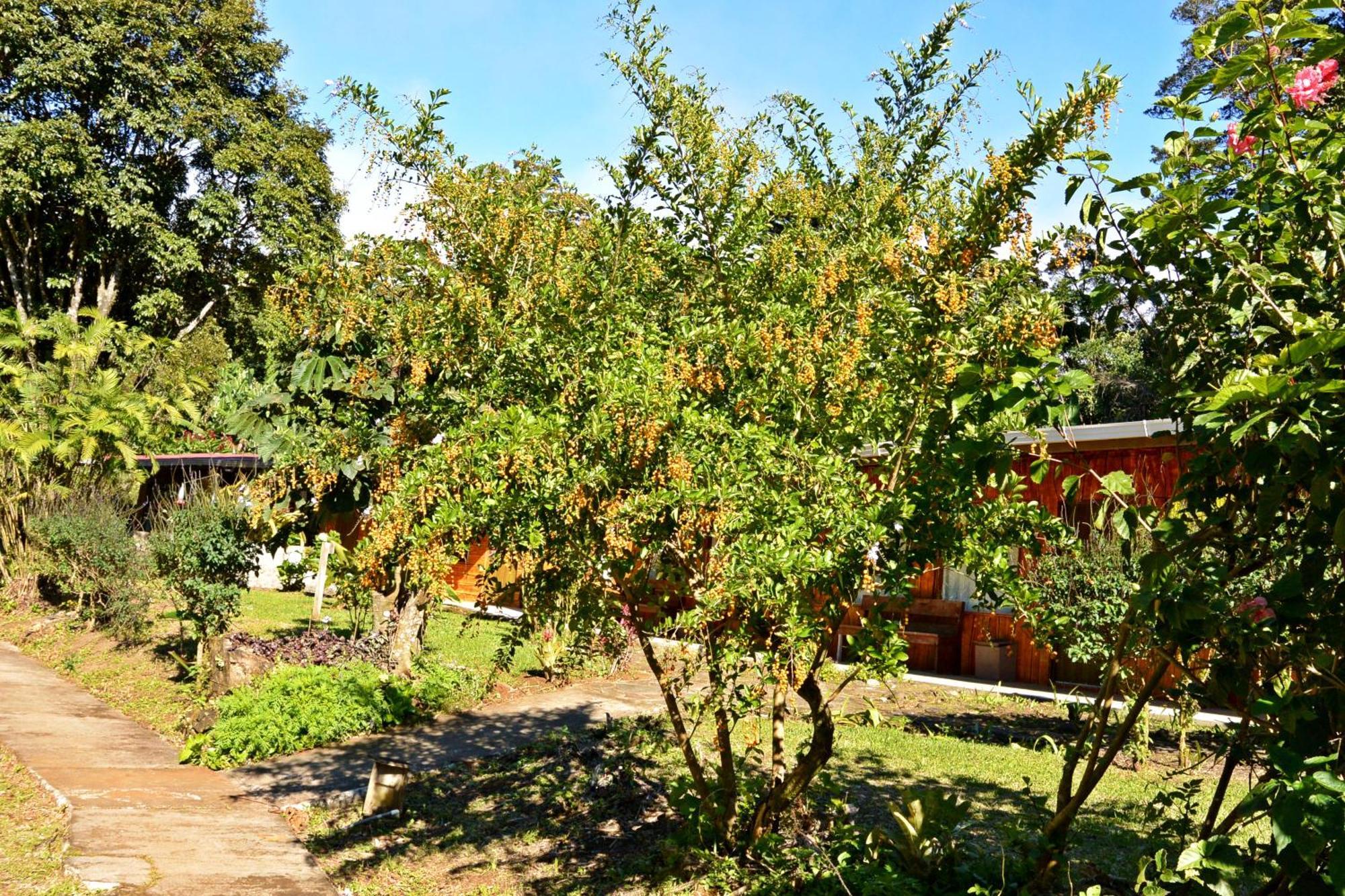 El Bosque Trails&Eco-Lodge Monteverde Exterior foto