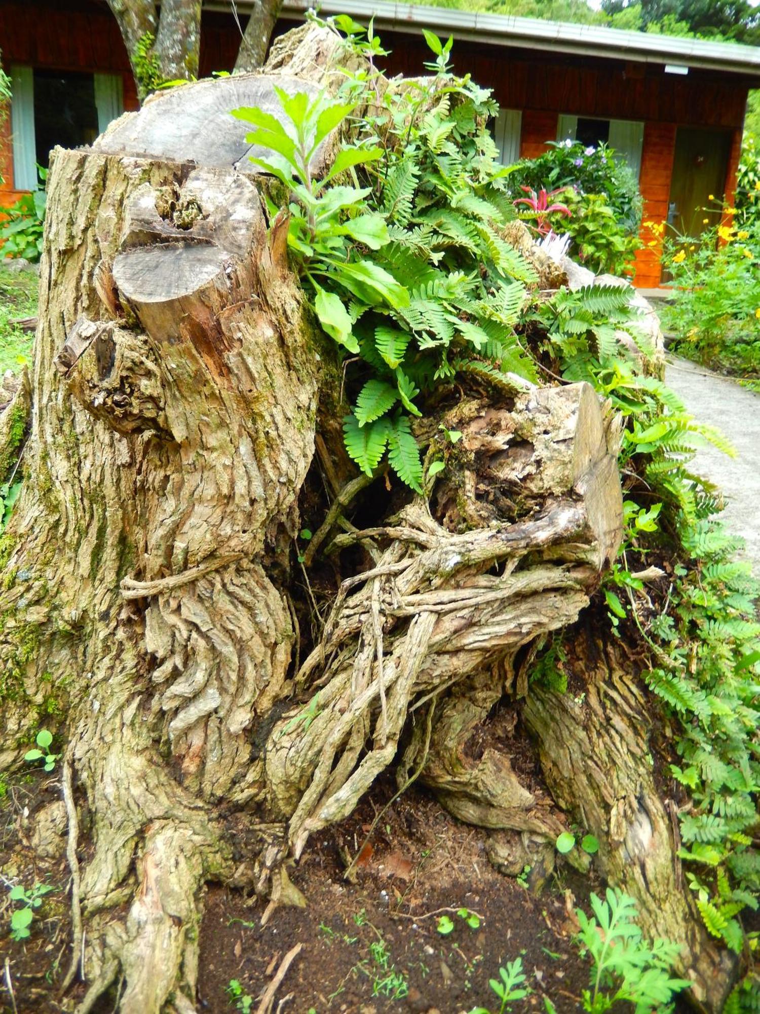 El Bosque Trails&Eco-Lodge Monteverde Exterior foto