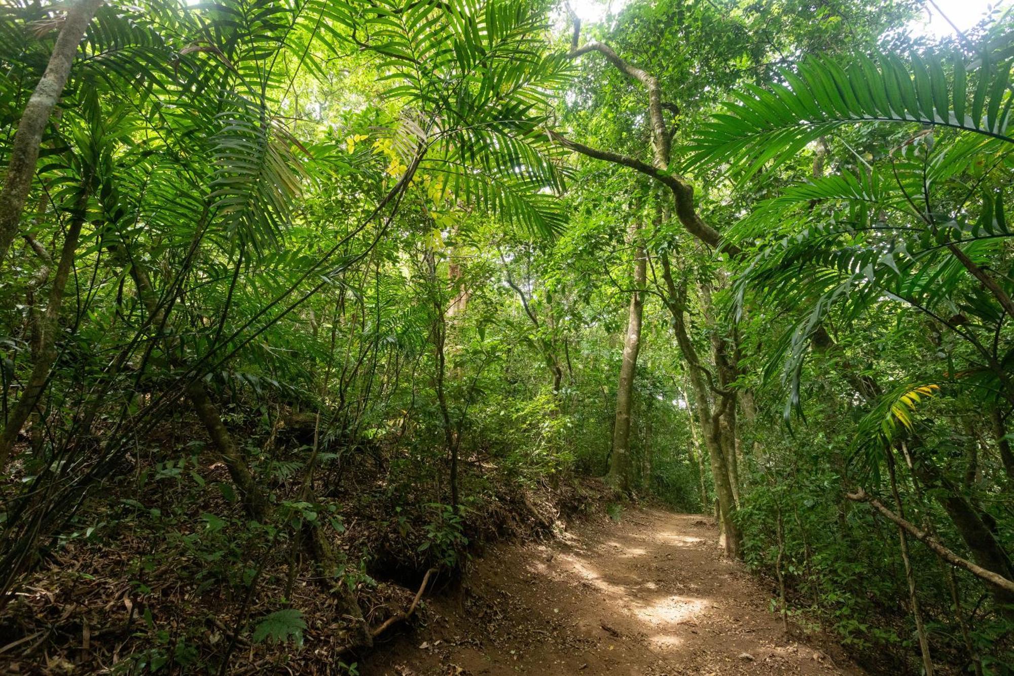 El Bosque Trails&Eco-Lodge Monteverde Exterior foto